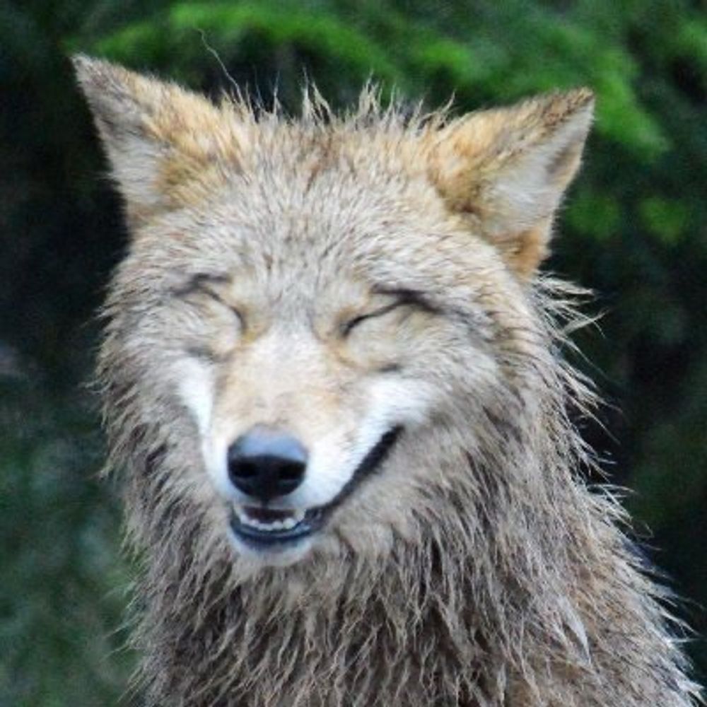 @brushwolf.bsky.social avatar