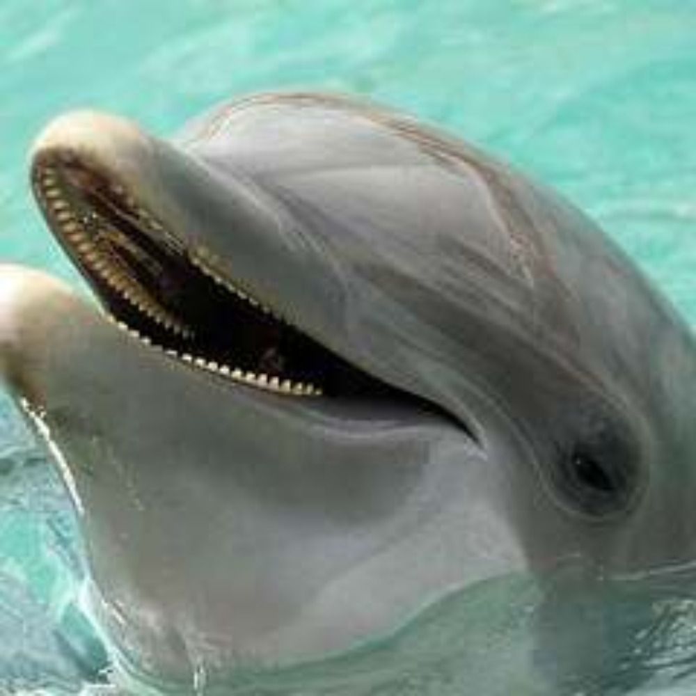 @dolphinsrweird.bsky.social avatar