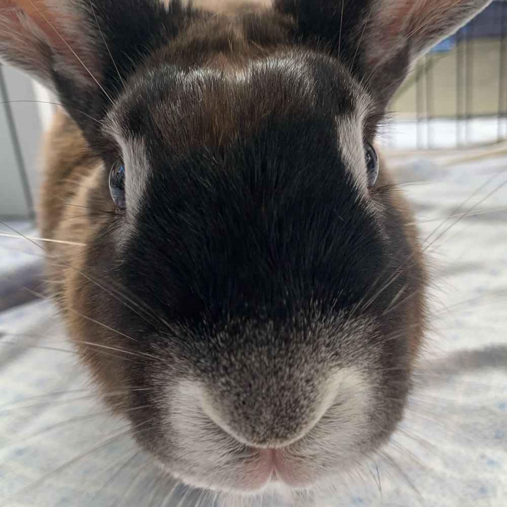 @evelyn.bunnysaur.us avatar