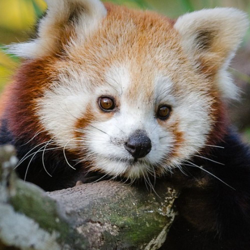 @forestfuzz.bsky.social avatar