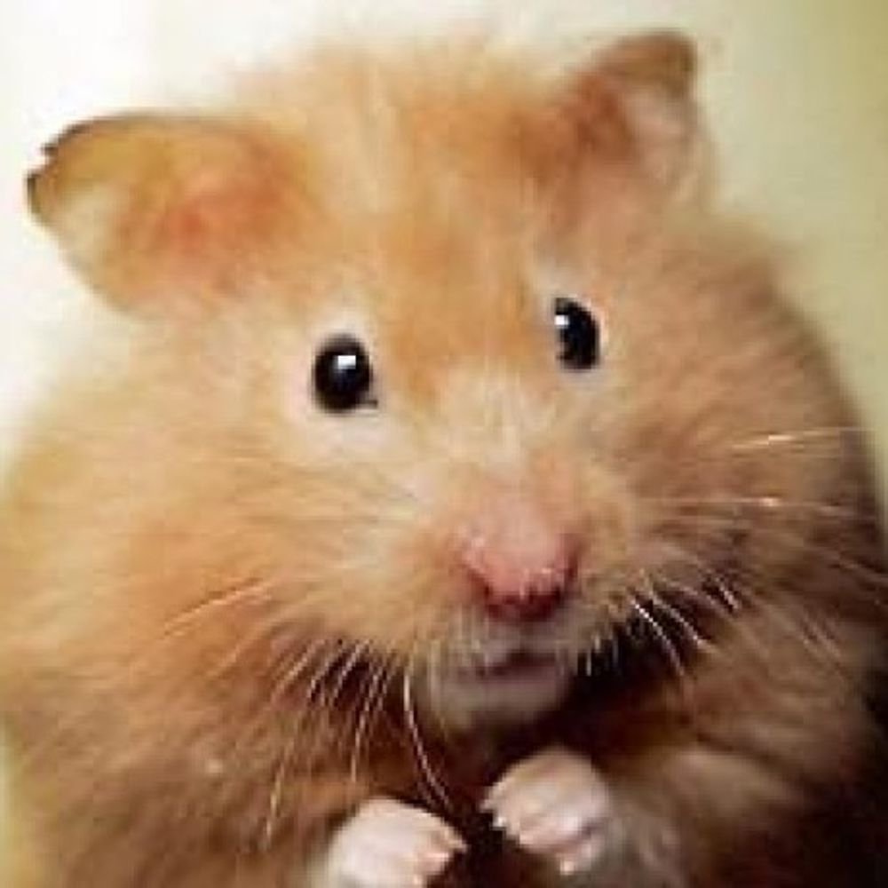 @jacklehamster.bsky.social avatar