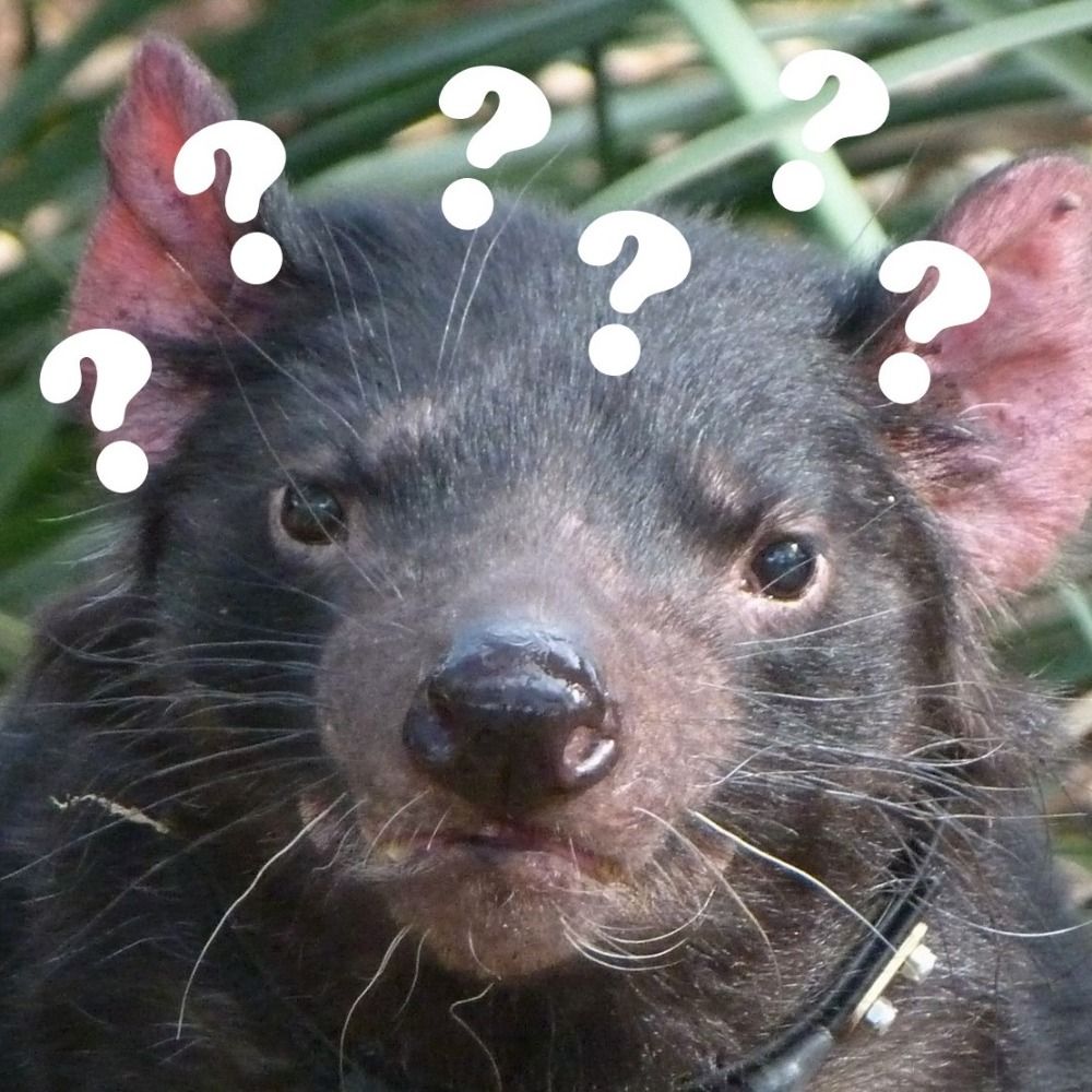 @kaijuhyena.bsky.social avatar