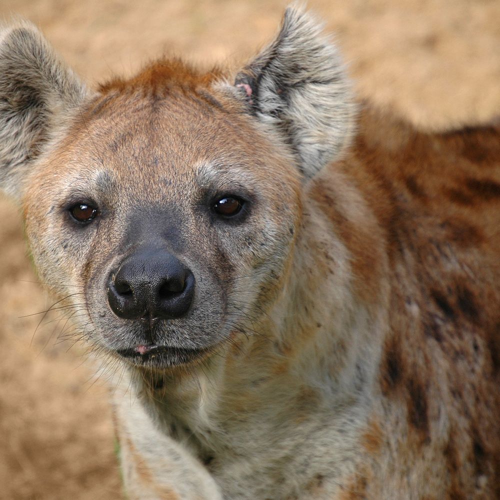 @leahthehyena.bsky.social avatar