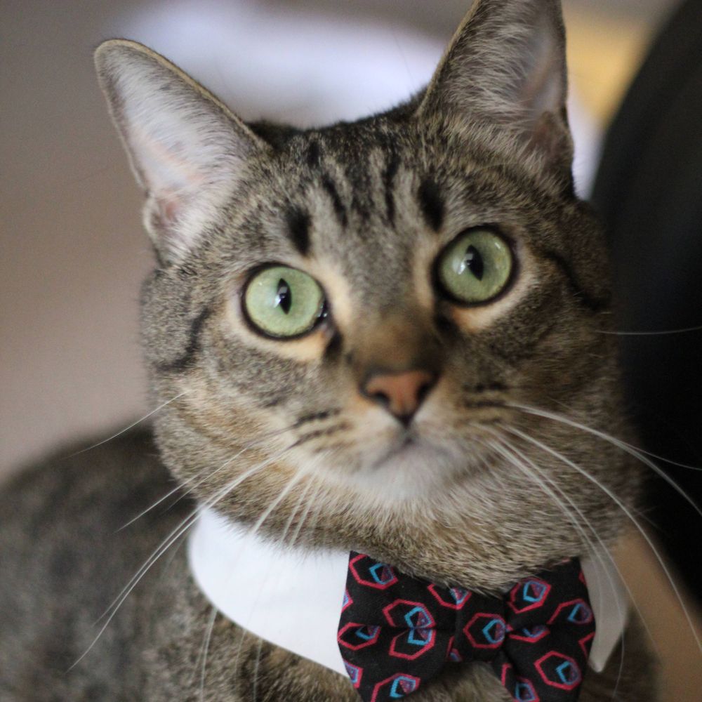 @merlekitty.bsky.social avatar