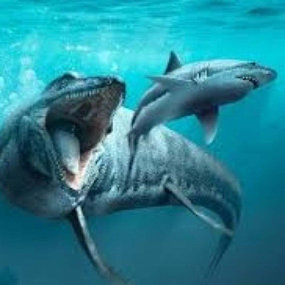 @pseudoleviathan.bsky.social avatar
